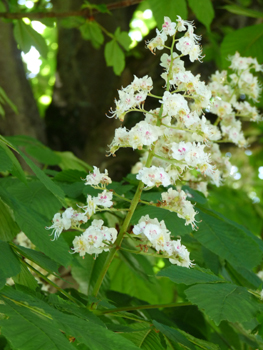 Fleurs de couleur blanche mais pouvant comporter du rose ou du jaune. Elles sont groupées en grappes dressées. Agrandir dans une nouvelle fenêtre (ou onglet)